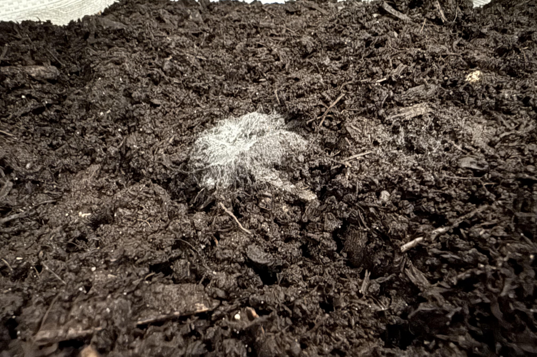 Biological soil food web compost for compost extracts, full of nematodes, fungi, protists and bacteria.