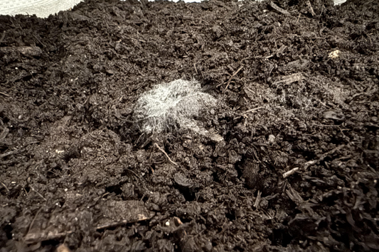 Biological soil food web compost for compost extracts, full of nematodes, fungi, protists and bacteria.